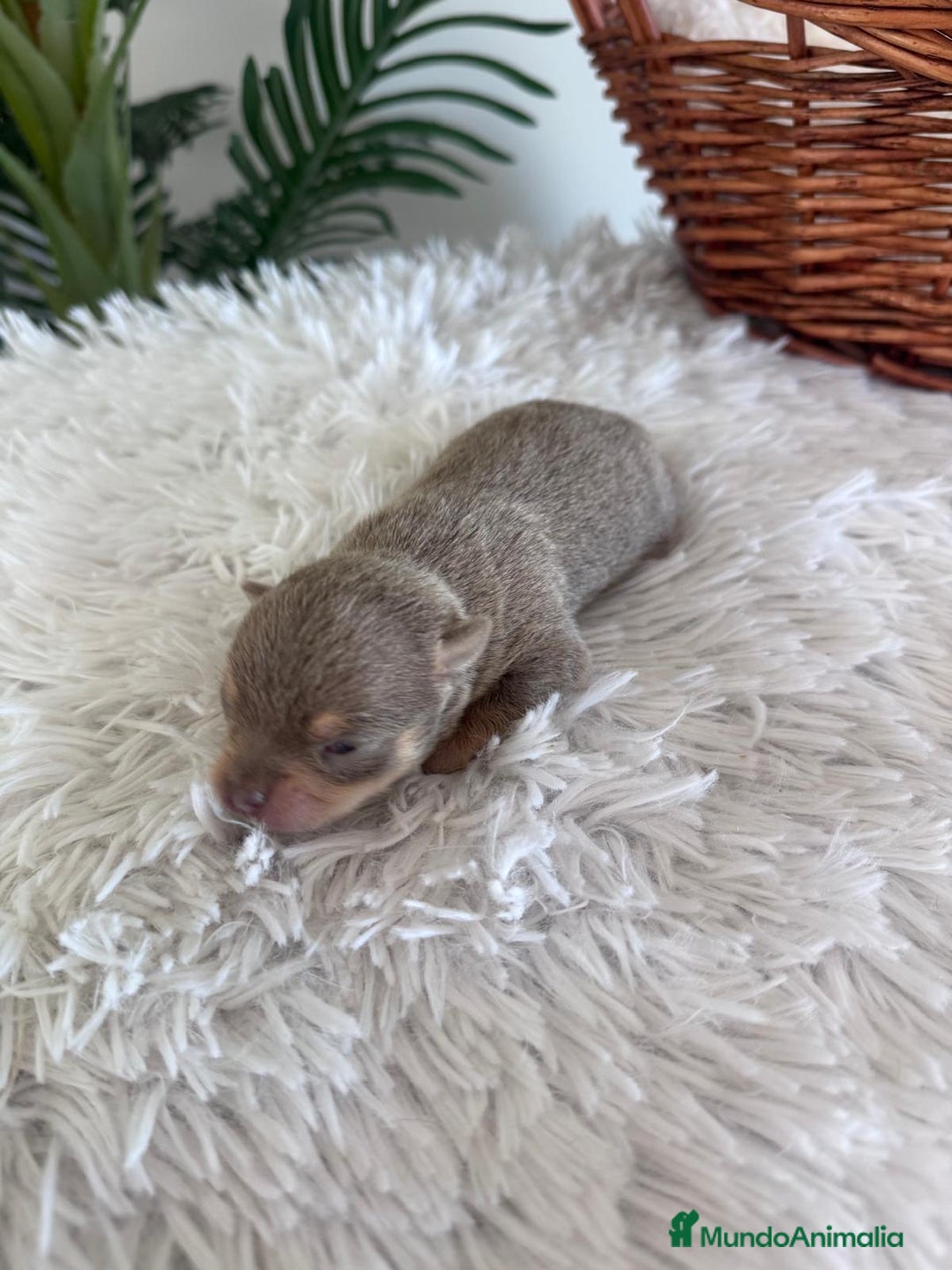 Chihuahua perros en venta: CHIHUAHUA LILAC AND TAN MACHO - Imagen 5