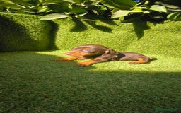 Teckel Miniatura perros en venta: camada teckel canichen muy pequeños  - Imagen 6