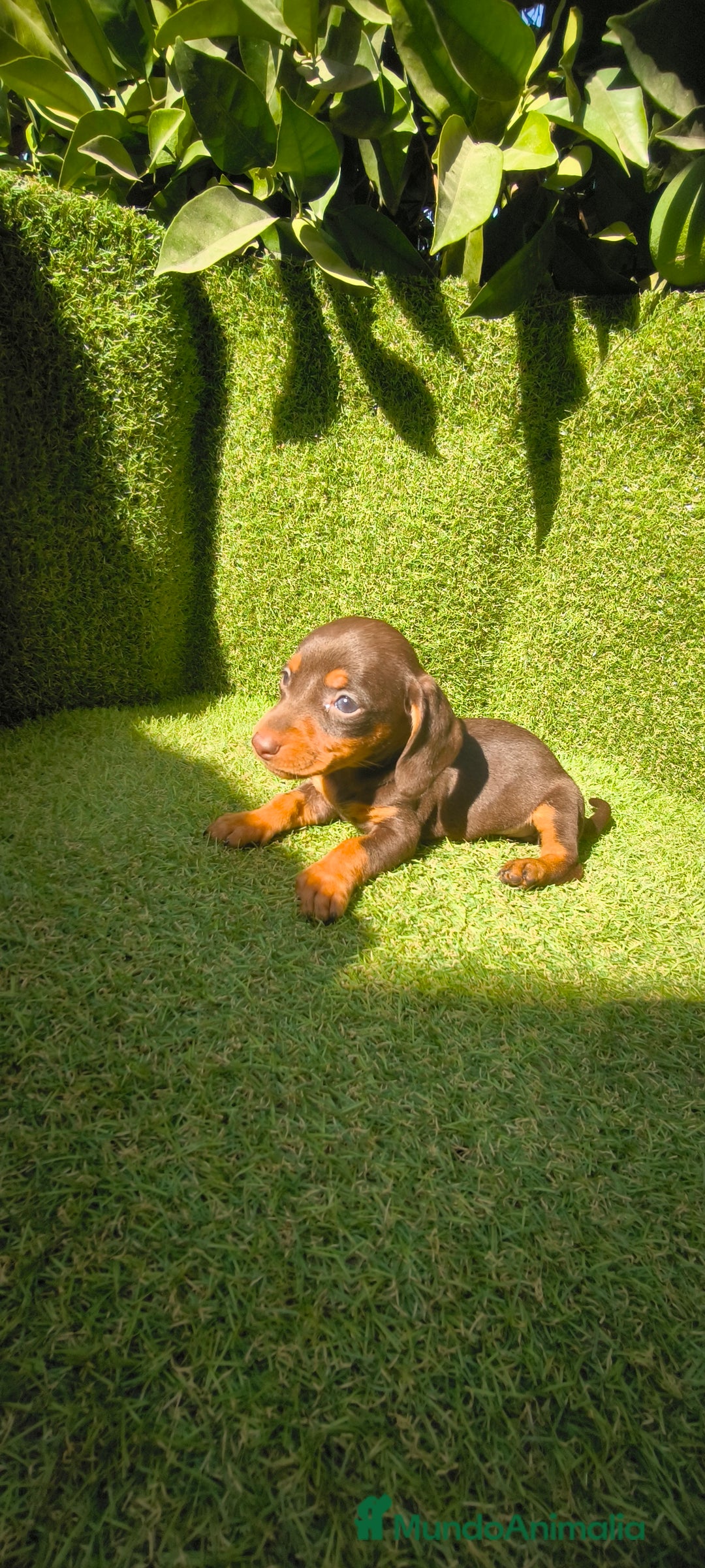 Teckel Miniatura perros en venta: camada teckel canichen muy pequeños  - Imagen 6