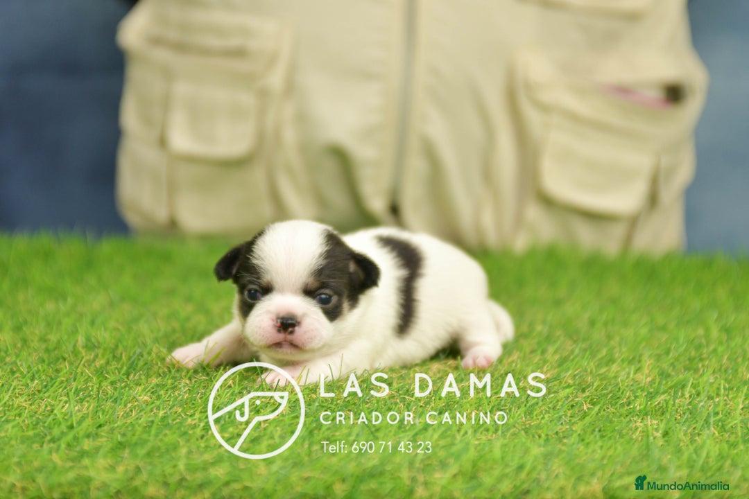 Chihuahua perros en venta: Chihuahuas disponibles - Anuncio 2