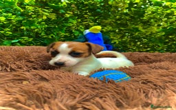 Jack Russell Terrier perros en venta: Ven a conocer nuestros bebés de Jack Russell! 🐶🐾 - Imagen 4