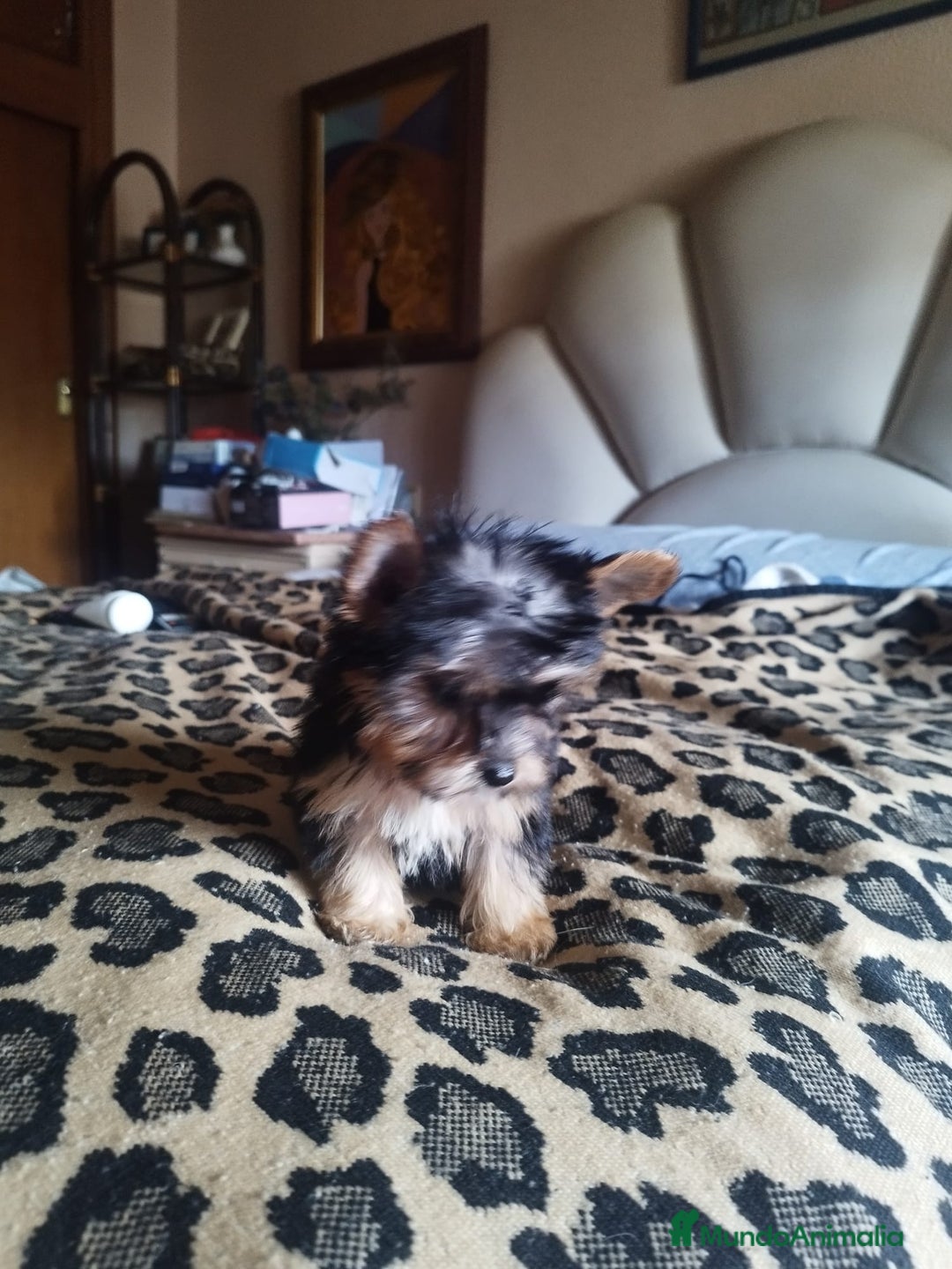 Yorkshire Terrier perros en venta: YORKSHIRE TOY CALIDAD Y SELECCIÓN  - Imagen 2