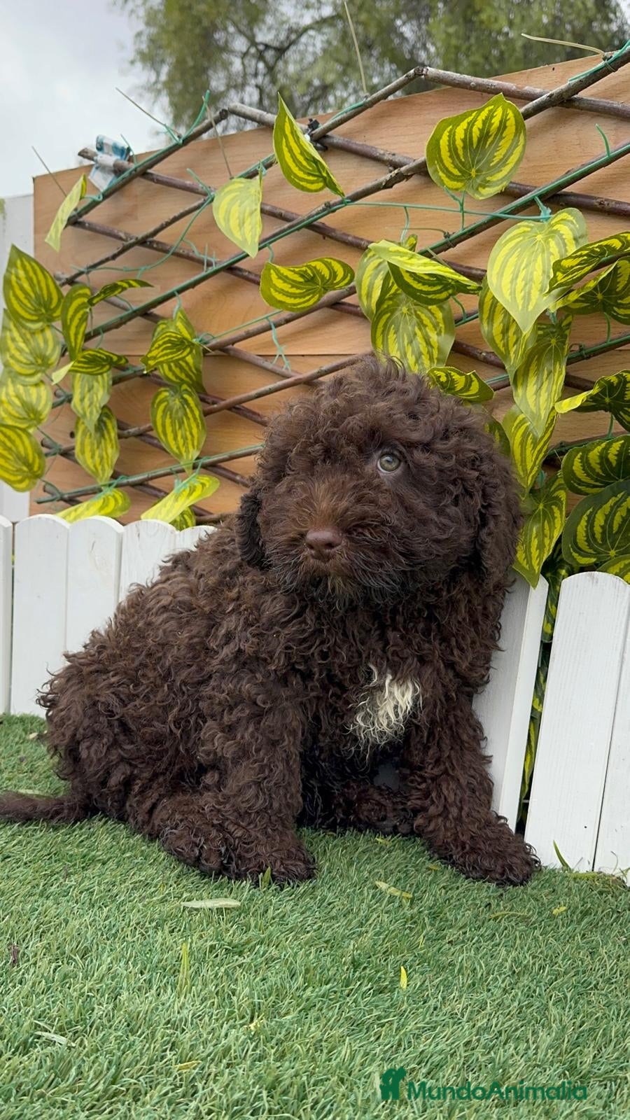 Perro de Agua Español perros PERRO DE AGUA MACHO - Anuncio 1