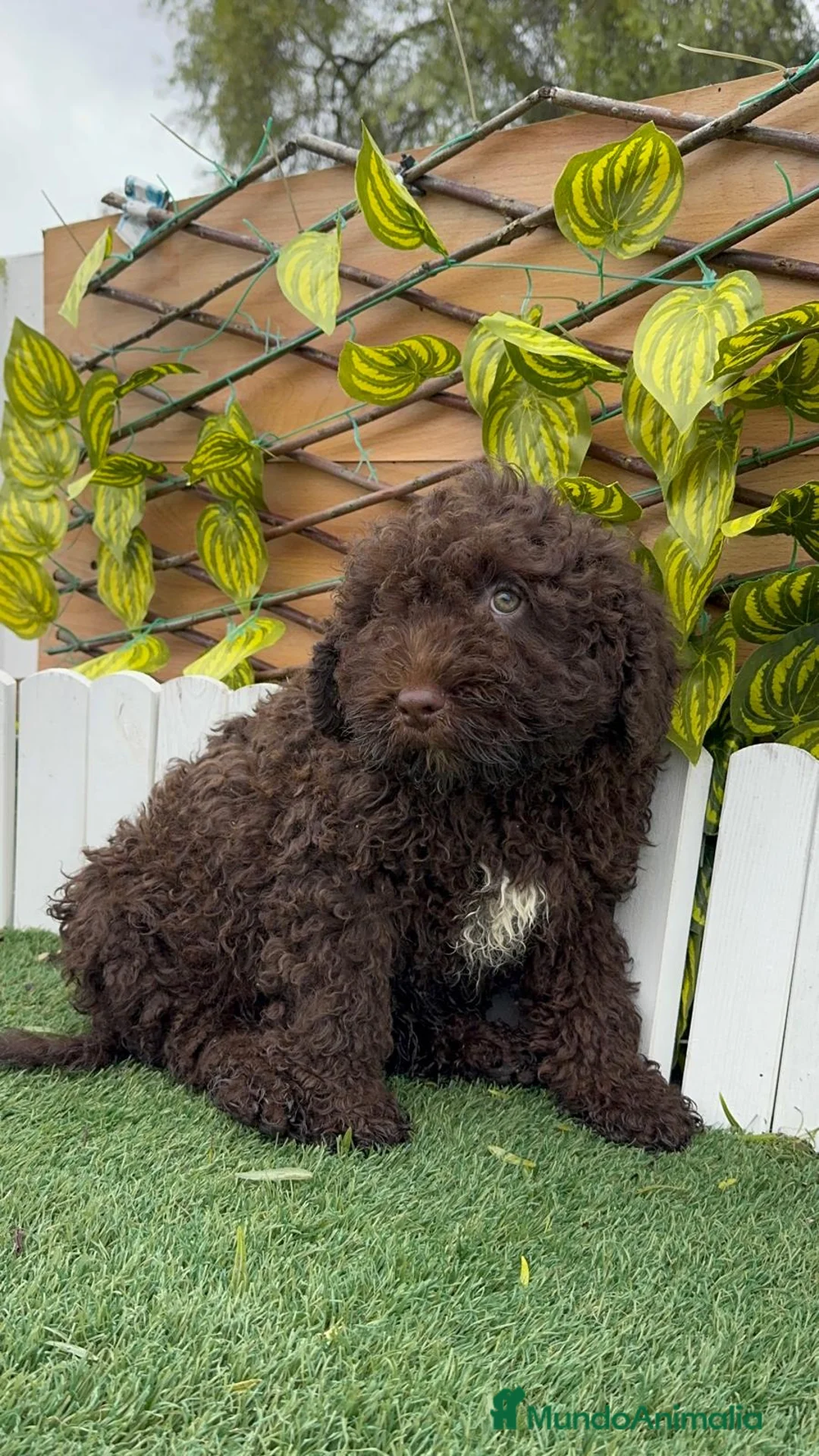 Perro de Agua Español perros en venta: PERRO DE AGUA MACHO - Anuncio 1