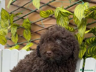 Perro de Agua Español perros PERRO DE AGUA MACHO - Anuncio 1