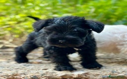 Schnauzer Miniatura perros en venta: SCHNAUZER MINIATURA DISPONIBLES - Imagen 5