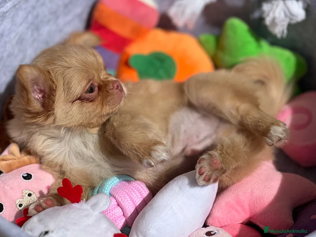 Chihuahua perros en venta: CHIHUAHUA PELO LARGO COLOR GOLD - Anuncio 1