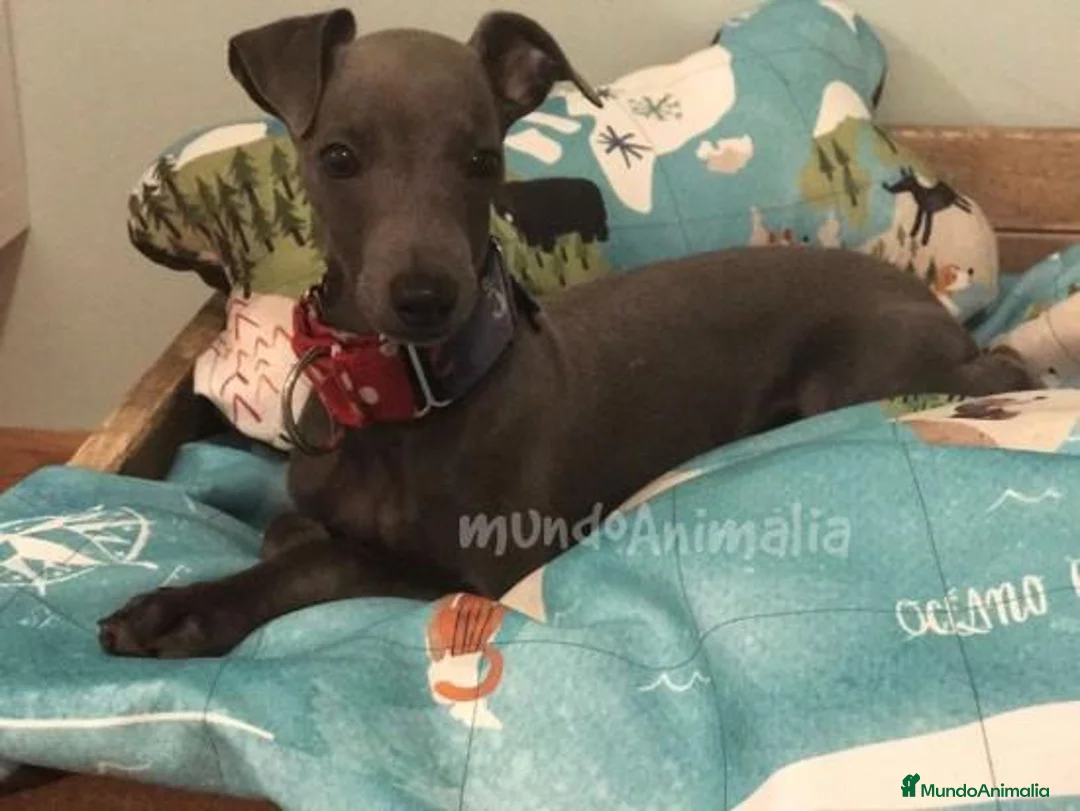 Imagen de galería {{count}}