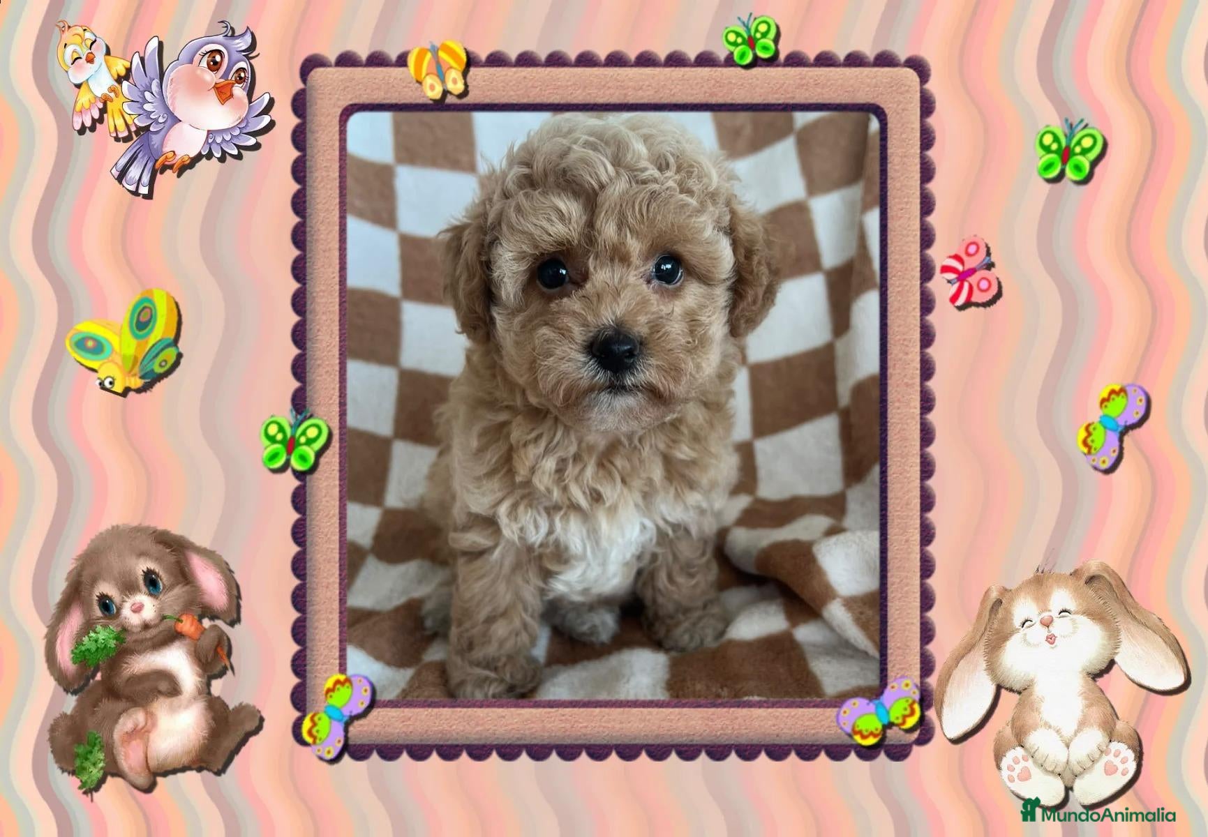 Caniche Toy perros Caniche toy, oportunidad - Anuncio 1