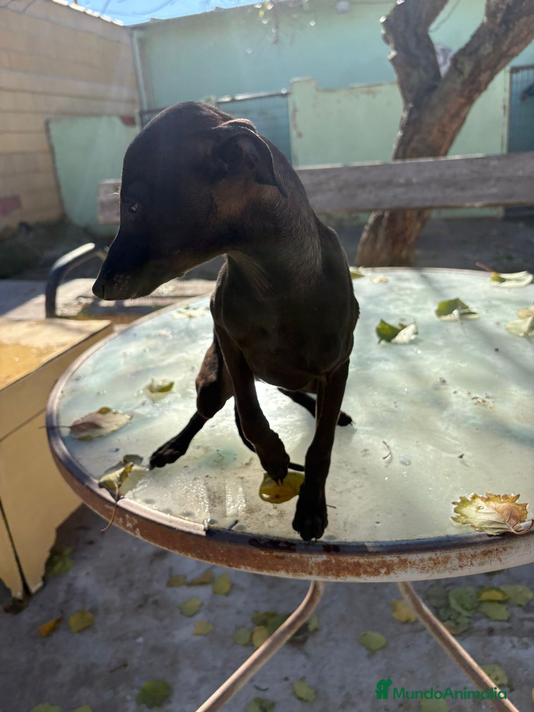 Pequeño Lebrel Italiano perros en venta: Pequeño lebrel italiano piccolo - Anuncio 12