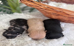 Chihuahua perros en venta: CHIHUAHUA - Imagen 6