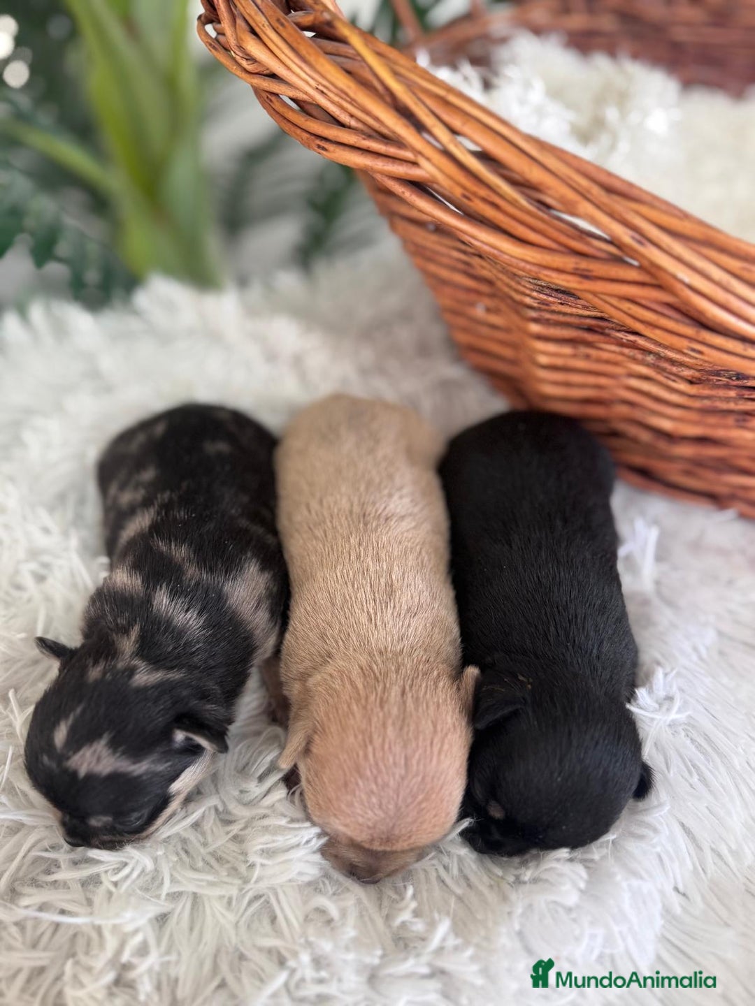 Chihuahua perros en venta: CHIHUAHUA - Imagen 6