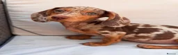 Teckel Miniatura perros en venta: TECKEL MINIATURA ARLEQUIN CHOCOLATE  - Anuncio 2