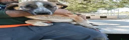 Mastín Español perros en venta: Mastín español  - Anuncio 1