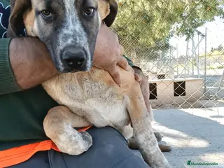 Mastín Español perros Mastín español - Anuncio 1