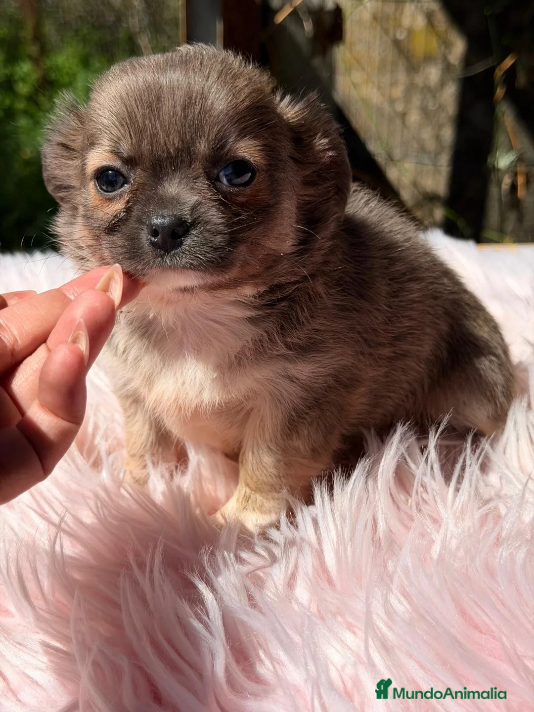 Chihuahua perros en venta: CHIHUAHUA HEMBRA PELO LARGO - Anuncio 2