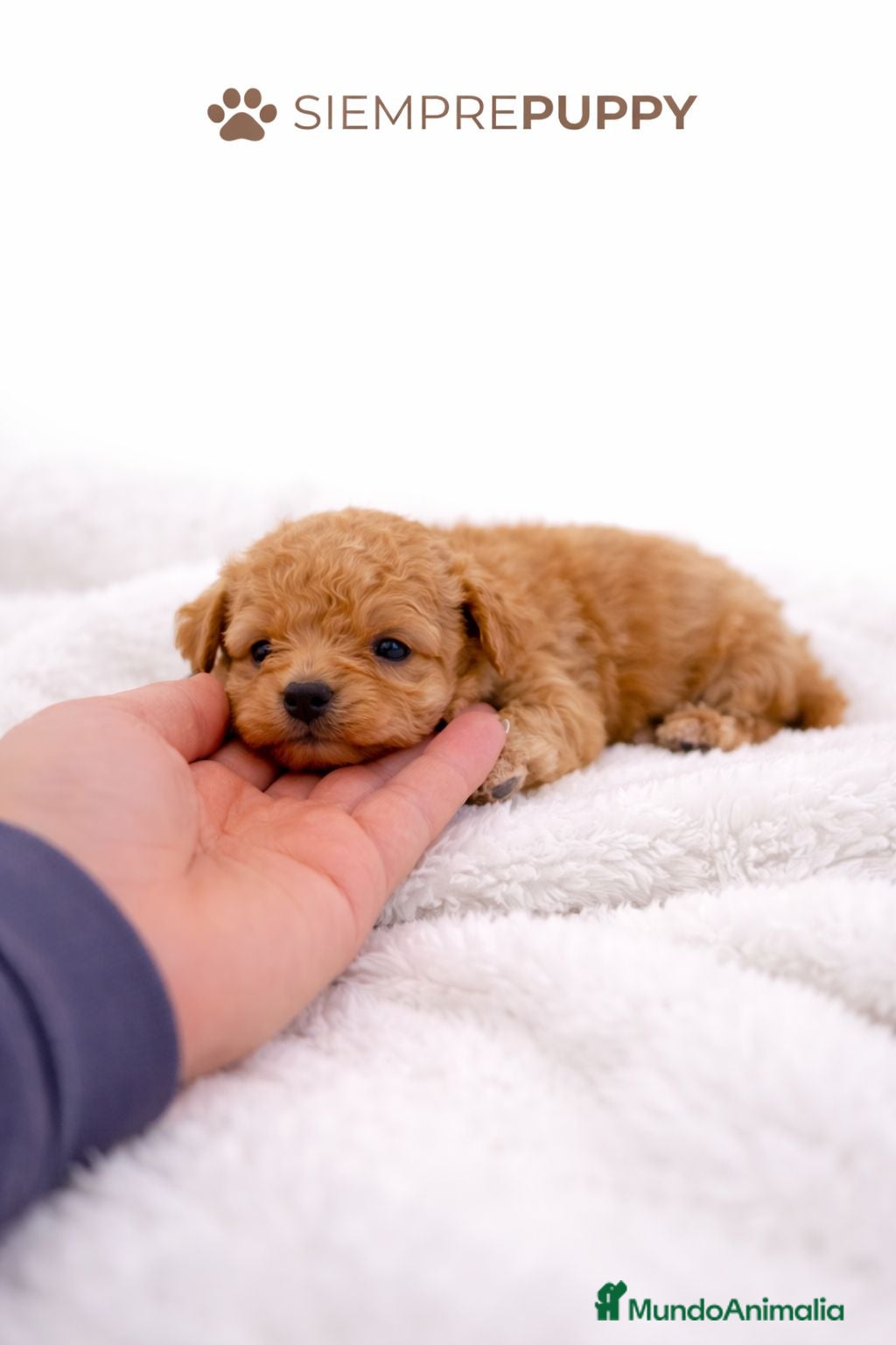 Caniche Toy perros HEMBRA CANICHE TOY  - Anuncio 1