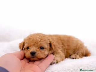 Caniche Toy perros HEMBRA CANICHE TOY - Anuncio 1