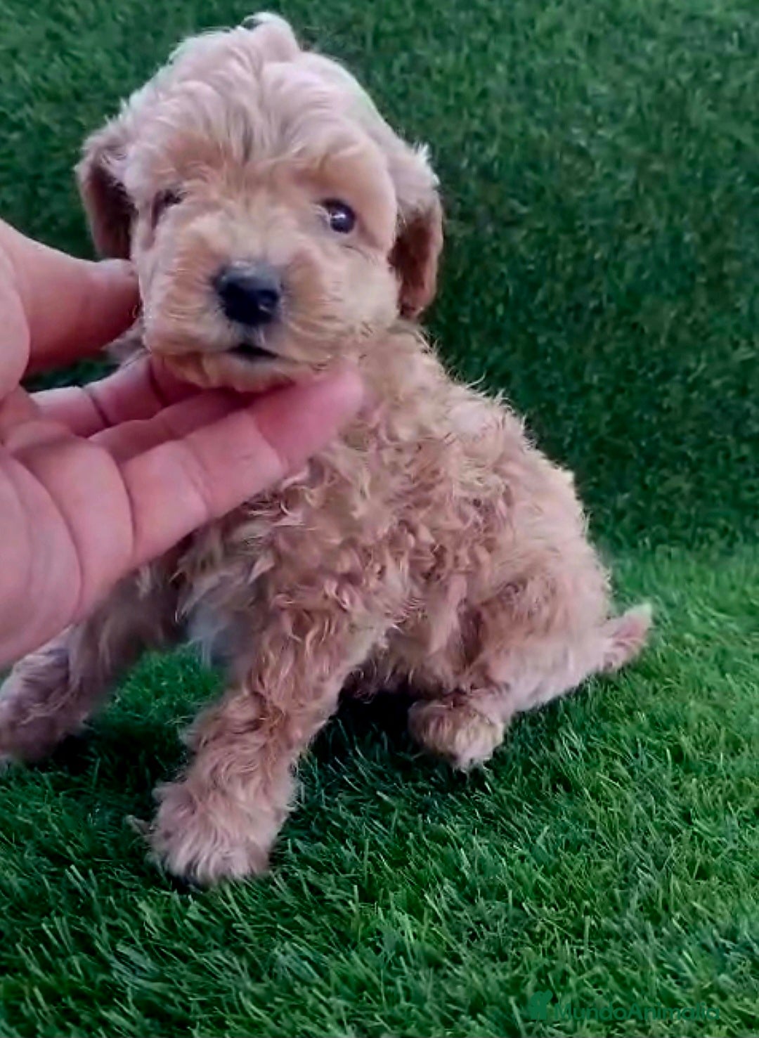 Caniche Toy perros Micro caniche toy - Anuncio 1