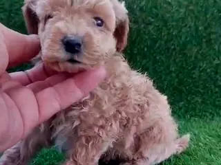 Caniche Toy perros Micro caniche toy - Anuncio 1