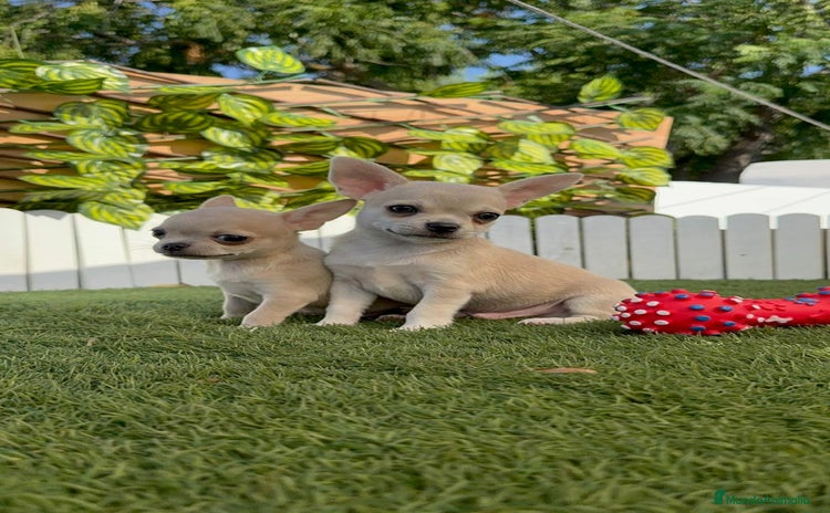 Chihuahua perros - Anuncio 4