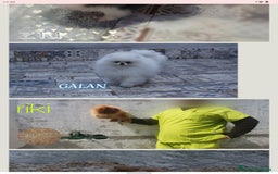 Pomerania perros en venta: Macho pomerania toy - Imagen 3