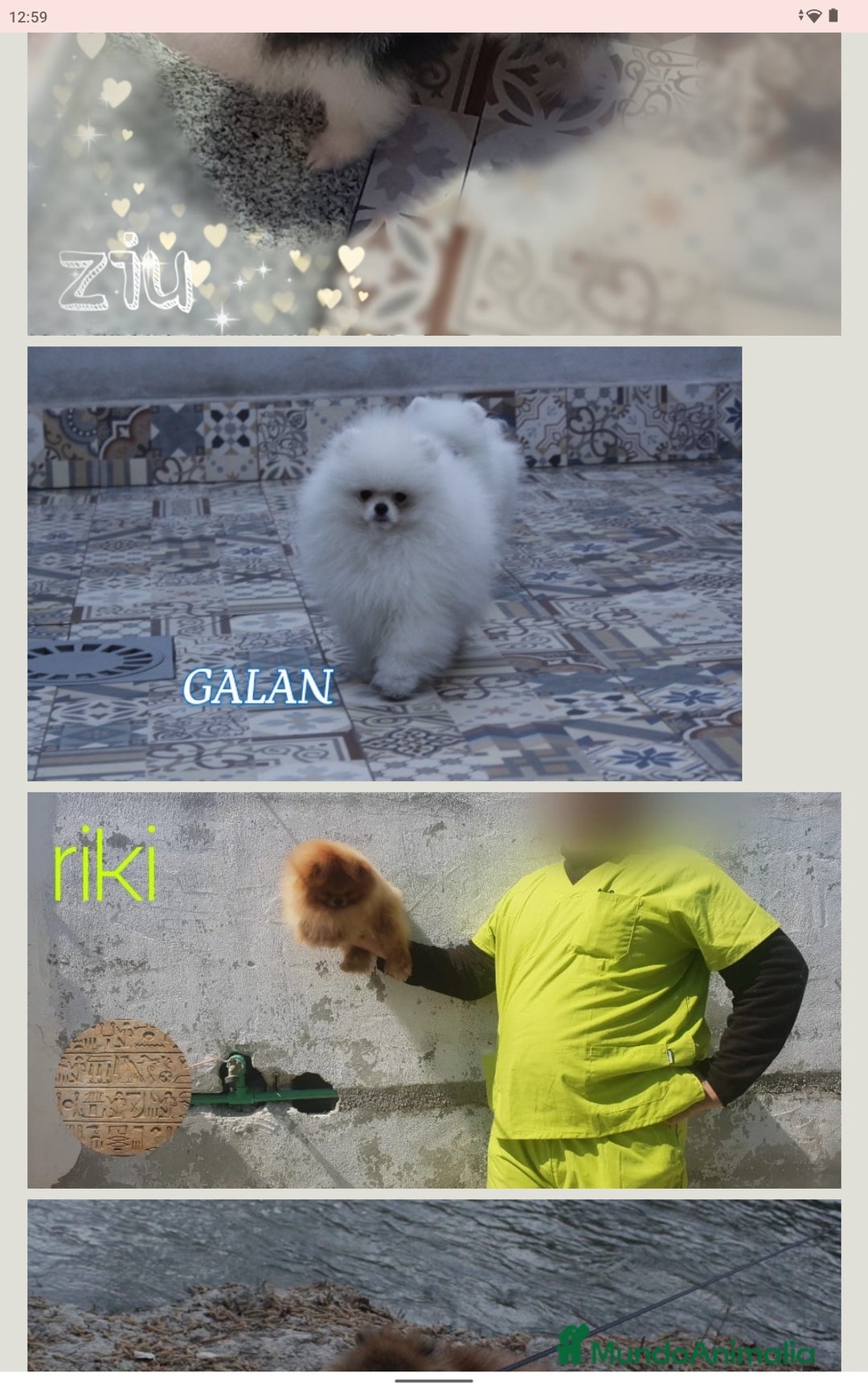 Pomerania perros en venta: Macho pomerania toy - Imagen 3