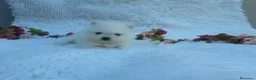 Pomerania perros en venta: PRECIOSO CACHORITO DE POMERANIA TOY   - Anuncio 5