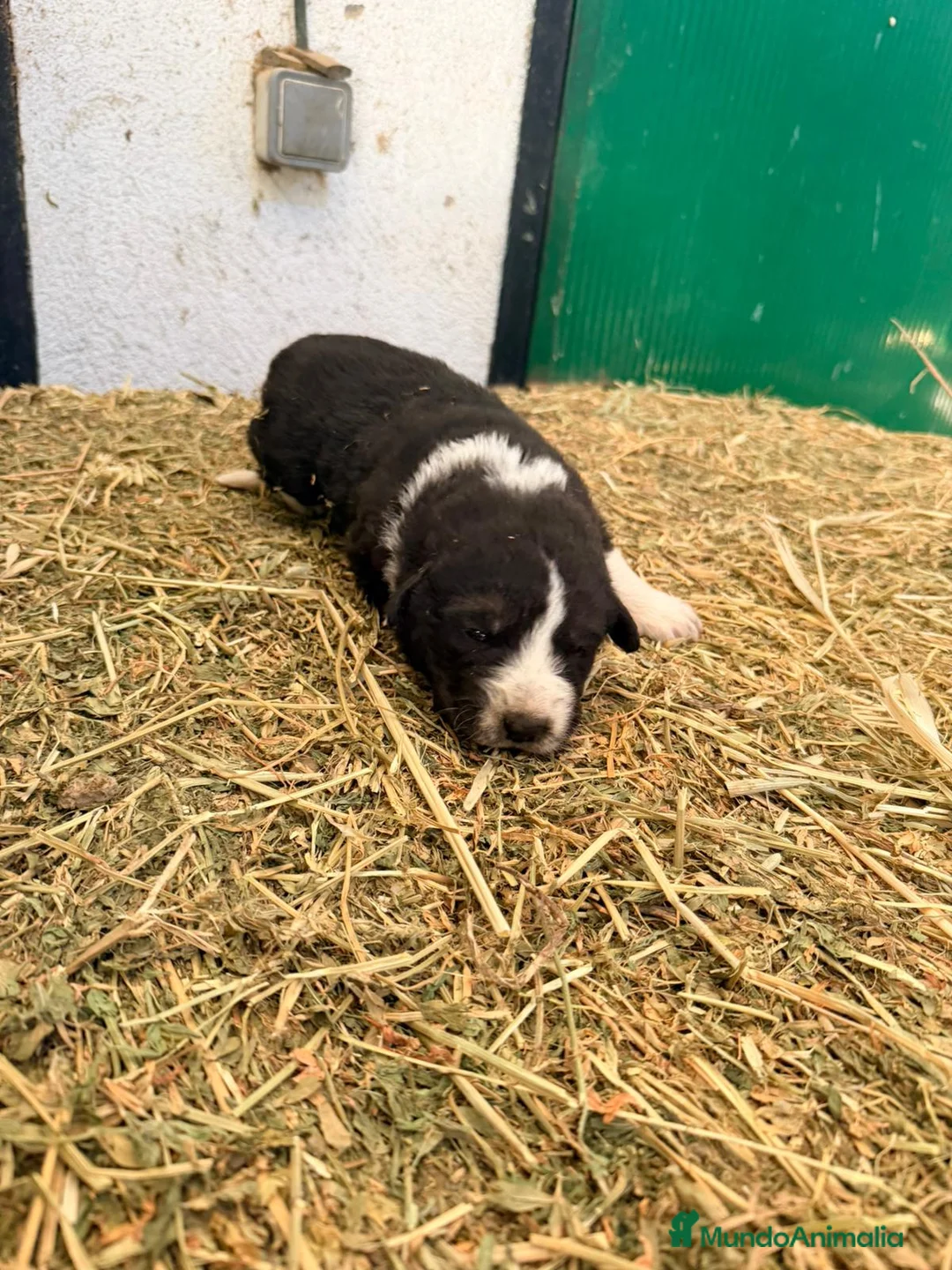 Raza Mixta perros en venta: Mestizo de mastín x Cáucaso  - Anuncio 31