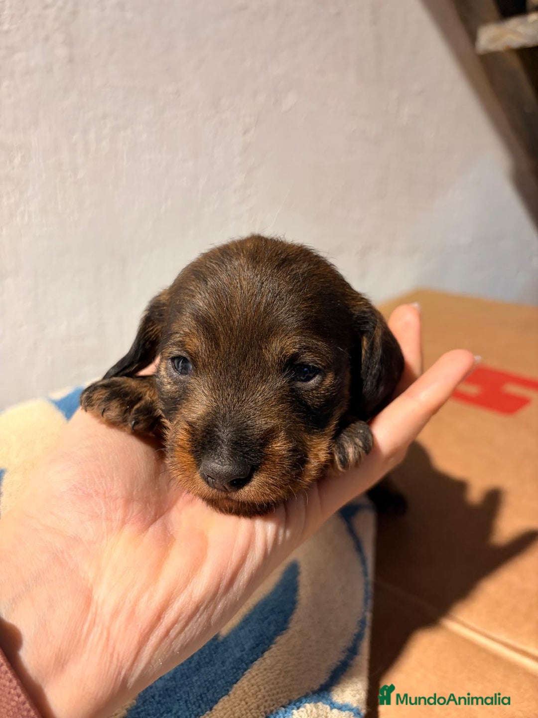 Teckel perros en venta: Excelente camada Teckel disponible  - Anuncio 6