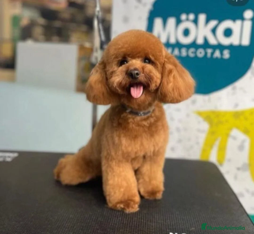 Caniche Toy perros en venta: Caniche toy - Anuncio 2