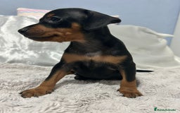 Pinscher Miniatura perros en venta: Pinscher miniatura  - Imagen 6
