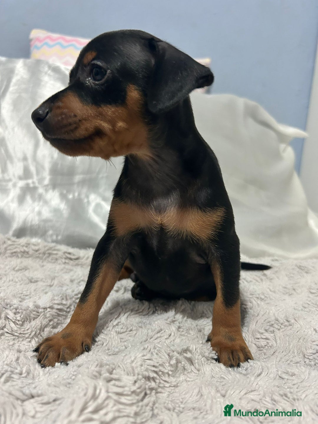 Pinscher Miniatura perros en venta: Pinscher miniatura  - Imagen 6