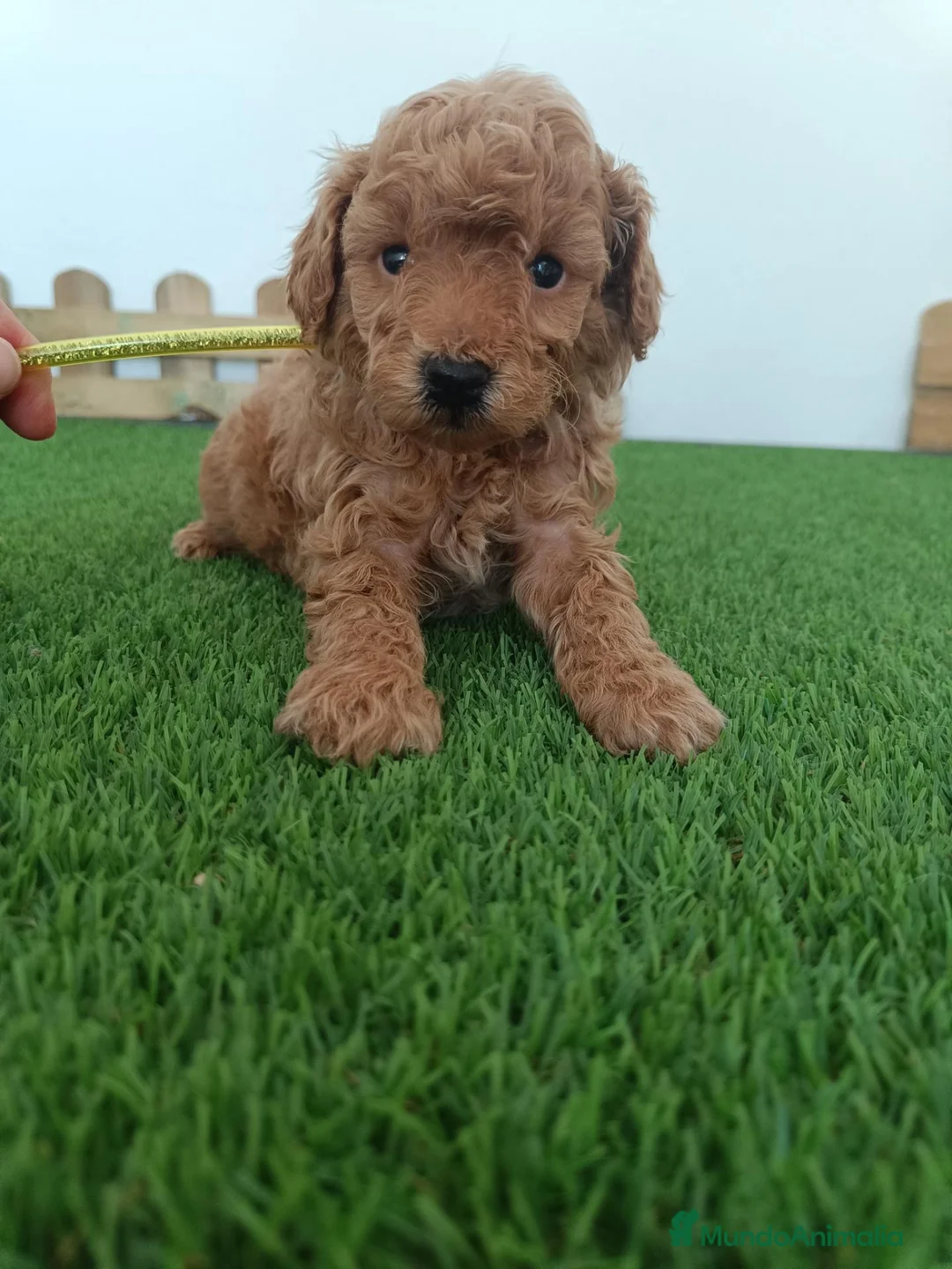 Caniche Toy perros en venta: Caniche enano  - Anuncio 1