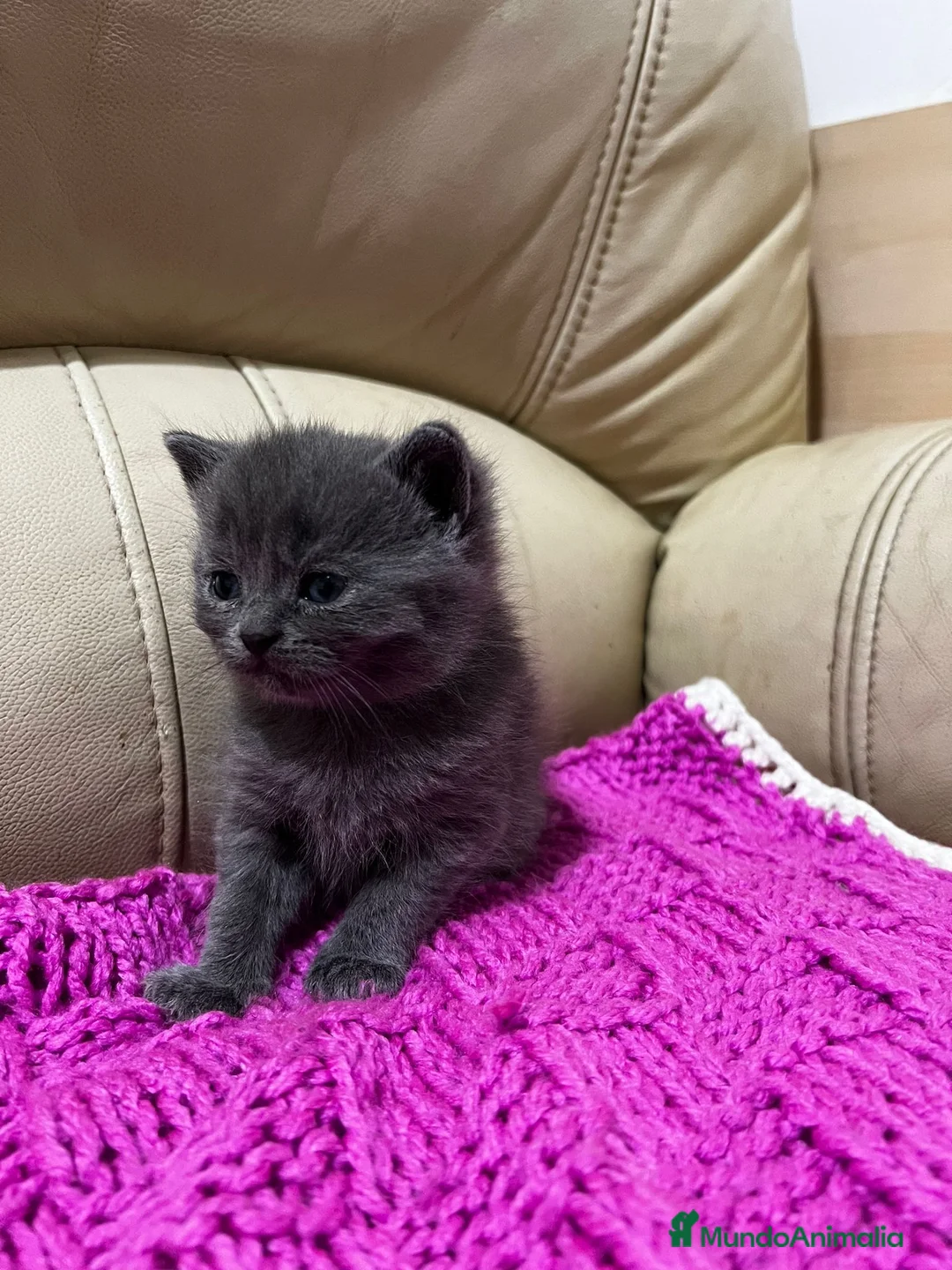 Británico de Pelo Corto gatos en venta: Cariñosos Britthis shorthair negros  en Madrid - Anuncio 2