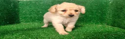 Maltipoo perros en venta: Maltipo  - Anuncio 13