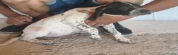 Pointer perros en venta: Pointer macho y hembra adopción  - Anuncio 4