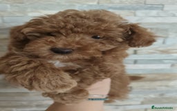 Caniche Toy perros en venta: Hembras toy ❤️ - Imagen 2