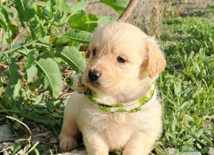 Golden Retriever perros Golden retriever  - Anuncio 2