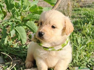Golden Retriever perros Golden retriever - Anuncio 5