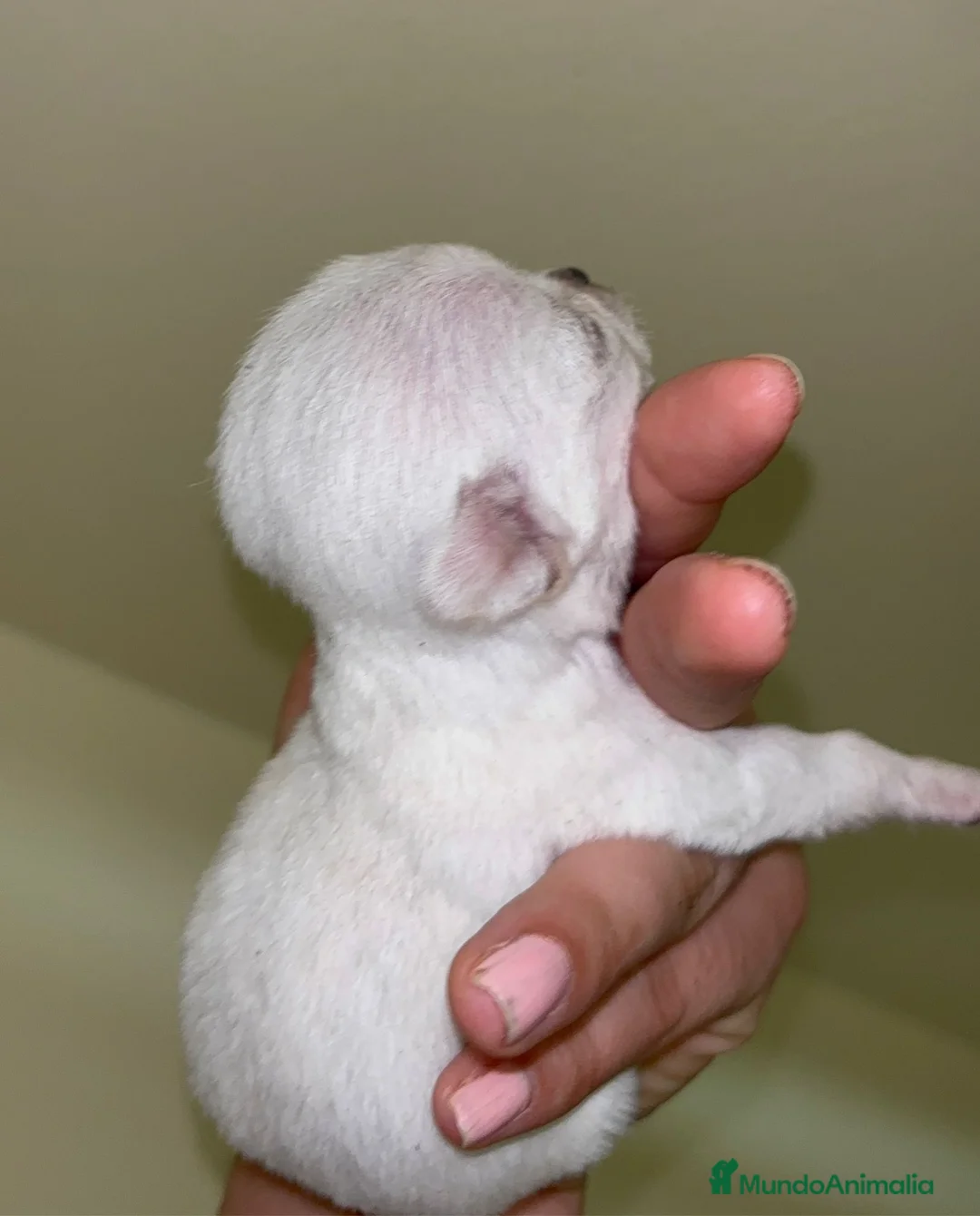 Chihuahua perros en venta: Chihuahua  - Anuncio 2