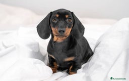 Teckel Miniatura perros en venta: TECKEL TORREMOLINOS ( MALAGA)  - Imagen 2