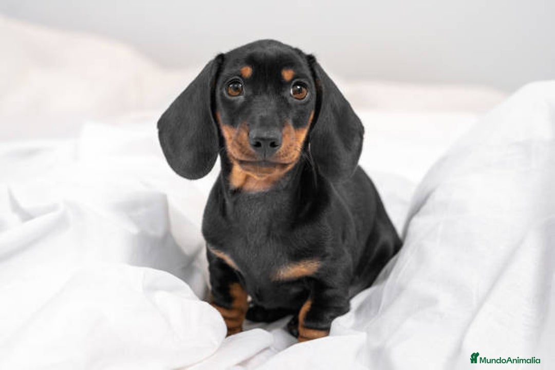 Teckel Miniatura perros en venta: TECKEL TORREMOLINOS ( MALAGA)  - Imagen 2