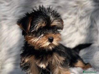Yorkshire Terrier perros en Barcelona - Anuncio 10
