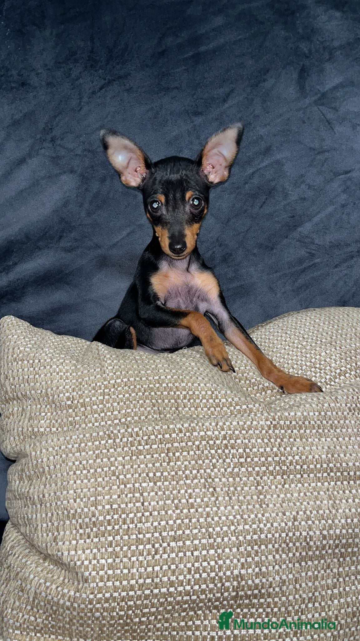 Pinscher Miniatura perros Pinchen miniatura - Anuncio 32