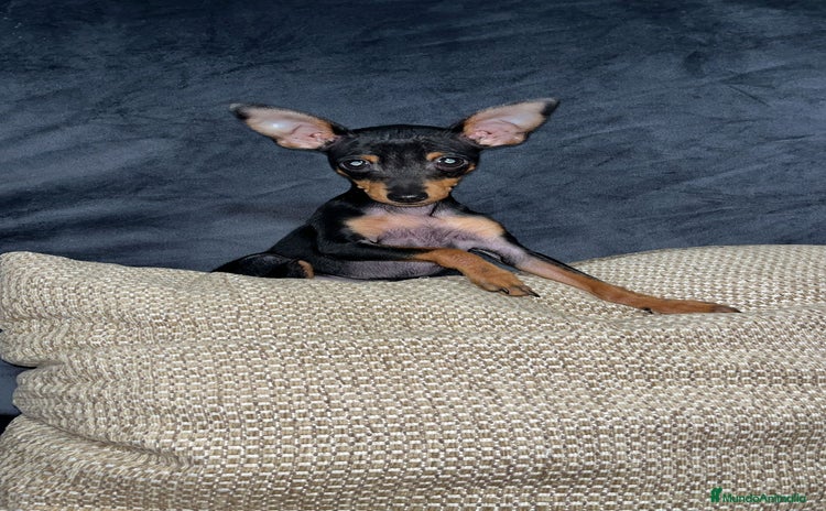 Pinscher Miniatura perros - Propaganda 18