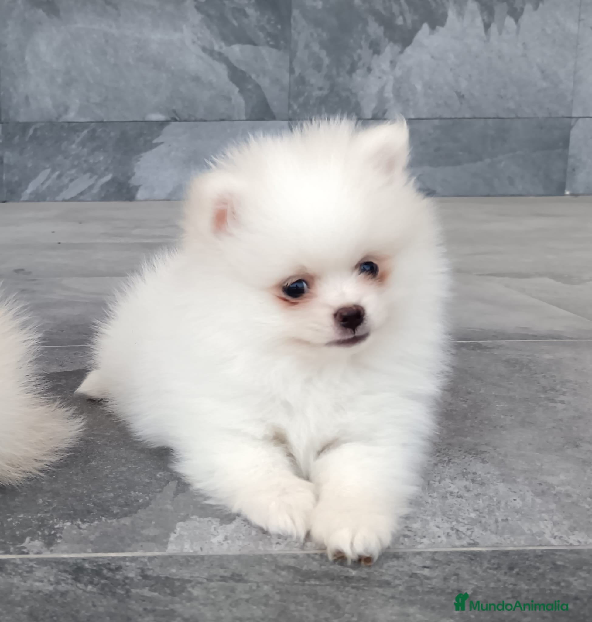 Pomerania perros Pomerania  - Anuncio 1