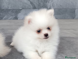 Pomerania perros Pomerania - Anuncio 1