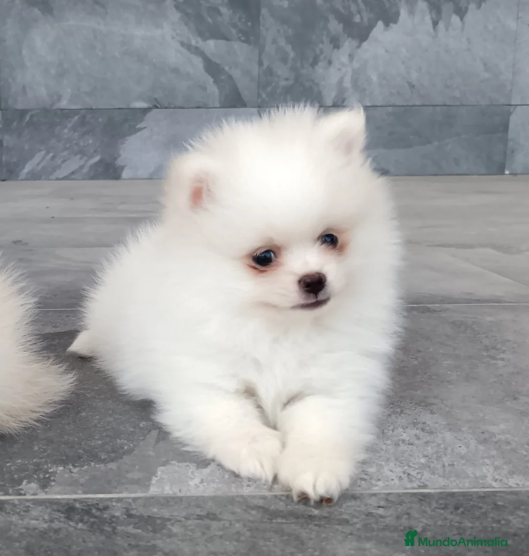 Pomerania perros en venta: Pomerania  - Anuncio 1