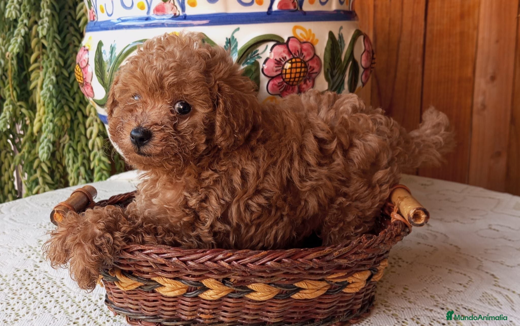 Caniche Toy perros Precioso caniche Toy Apricot/Rojo - Anuncio 11